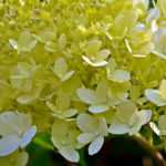 Hortensie im Topf: Pflanzen und Pflege