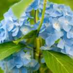 Hortensie: 7 Ideen zum Kombinieren