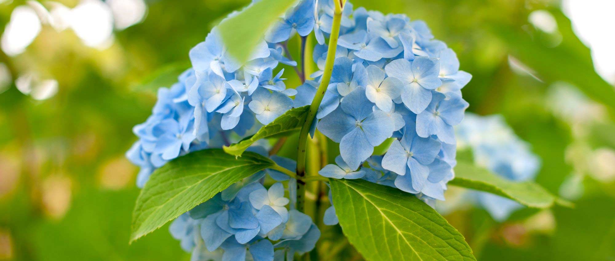 Hortensie: 7 Ideen zum Kombinieren