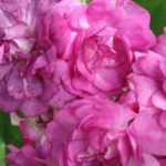 Rosen biegen (Pegging Roses)