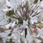 Liebesblumen: 6 gelungene Kombinationen