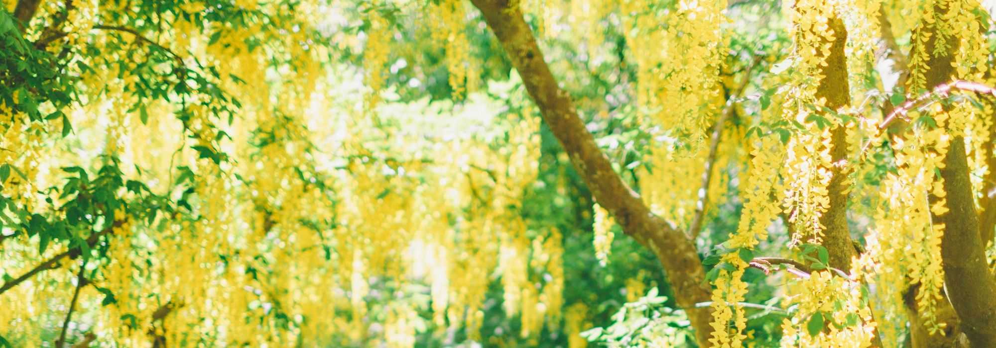 Goldregen, Laburnum: Pflanzen, Rückschnitt und Pflege