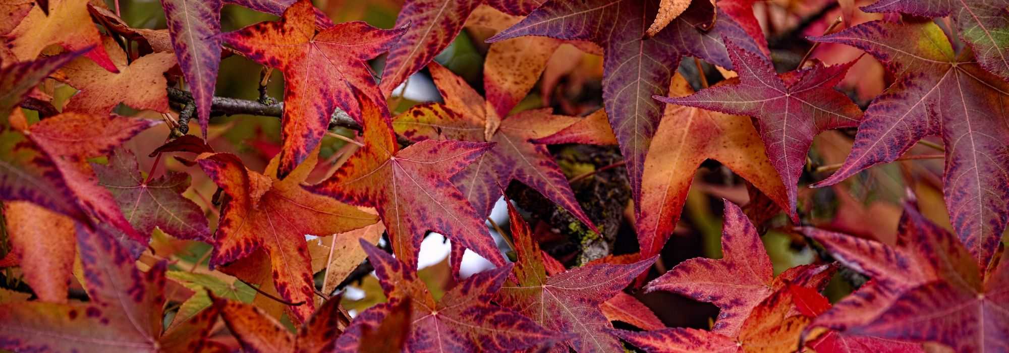 Amberbaum: Pflanzung, Rückschnitt, Pflege