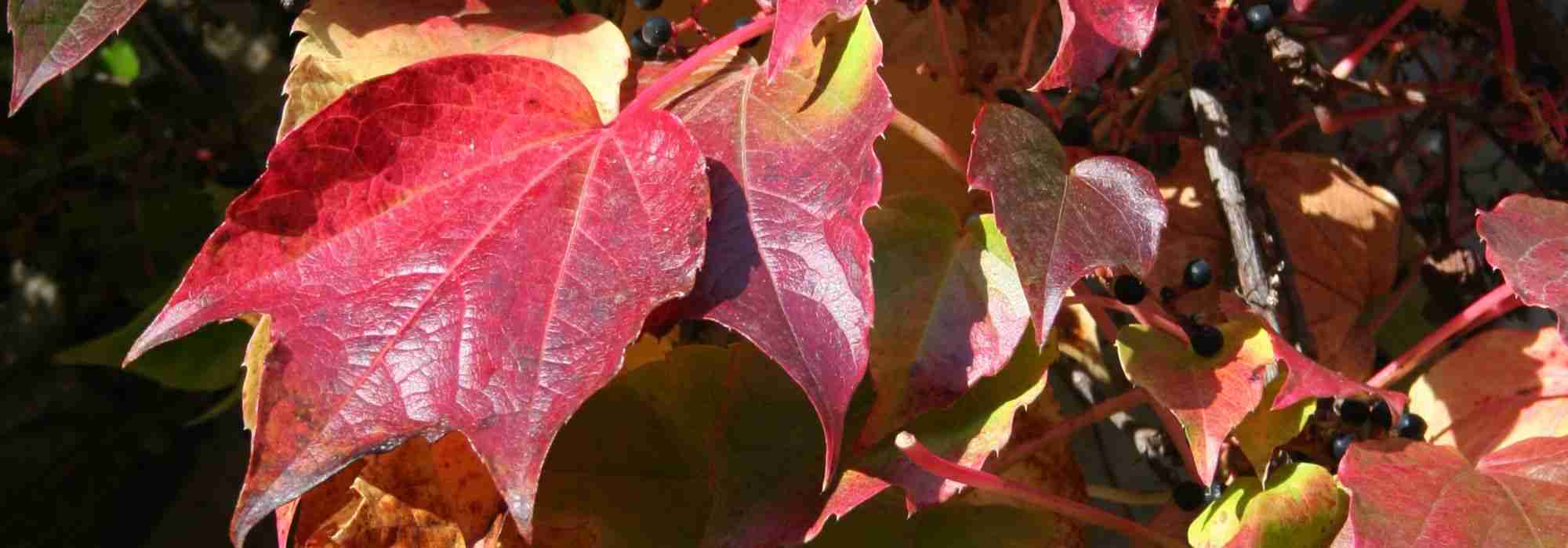Kletterpflanzen: beste Sorten für den Herbst