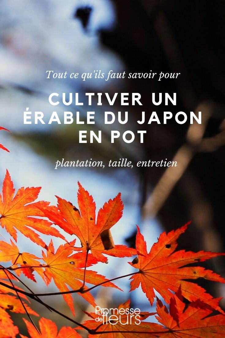 Japanischer Ahorn im Topf - Kultivierungstipps