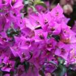 Drillingsblume: Pflanzen, Pflege, Topf- und Gartenkultur