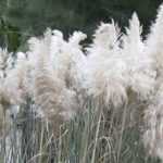 Pampasgras, Cortaderia: Pflanzen und Pflege