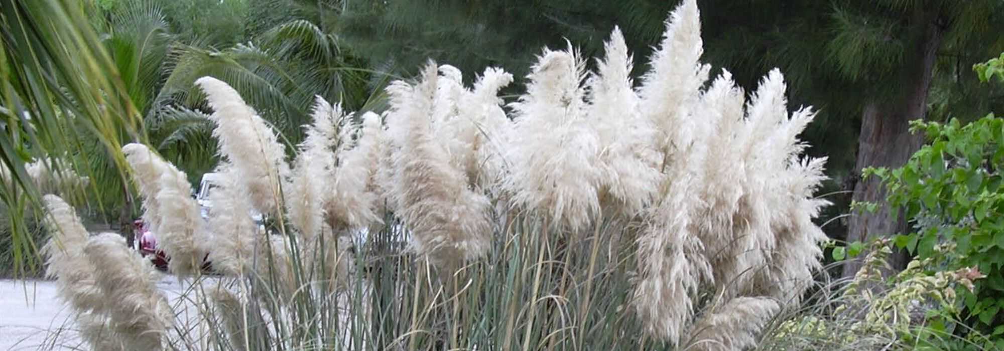 Pampasgras, Cortaderia: Pflanzen und Pflege