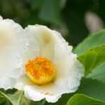 Stewartie pseudocamellia: Pflanzung, Rückschnitt, Pflege