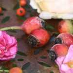 6 bemerkenswerte Rosen mit dekorativen Früchten