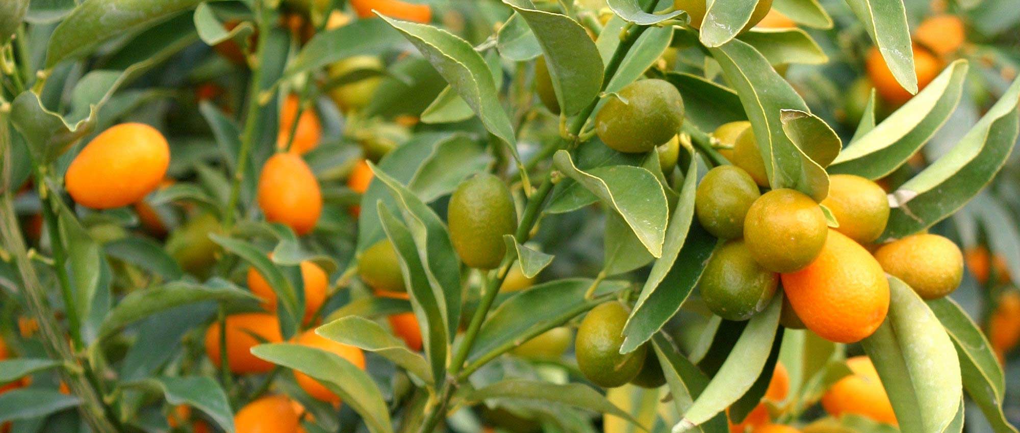 Kumquat: Anbau, Pflege und Ernte