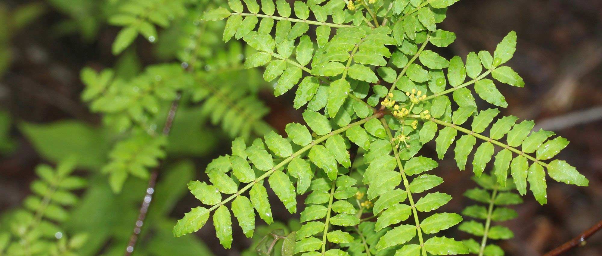 Szechuanpfeffer, Zanthoxylum: pflanzen, kultivieren, ernten
