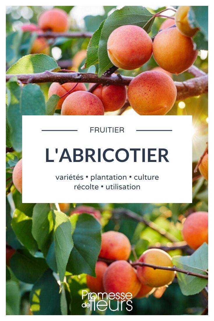 Prunus armeniaca – Alles, was Sie wissen müssen