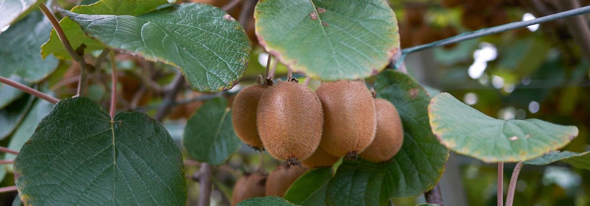 Actinidia (Kiwipflanze): pflanzen, schneiden, ernten