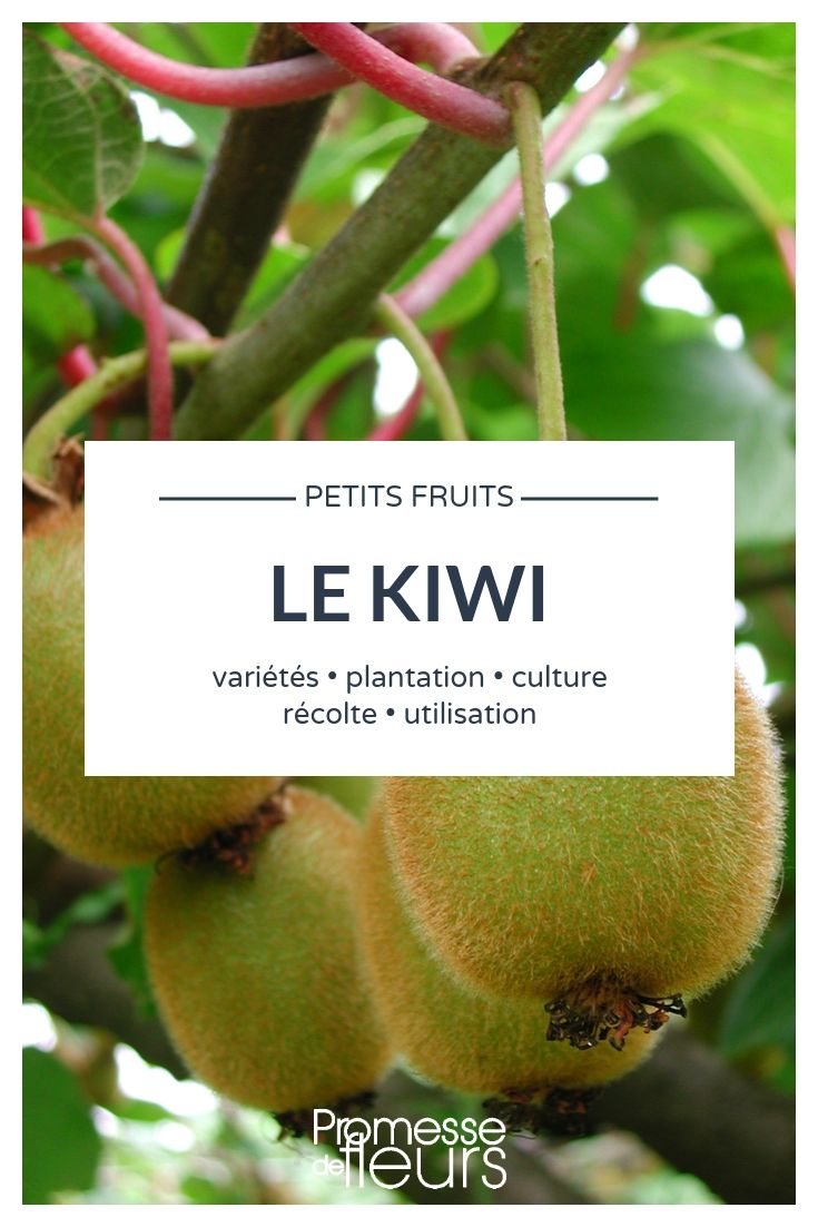 Actinidia, Kiwibaum