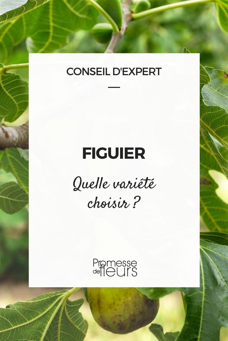Ficus carica: Den richtigen Feigenbaum auswählen