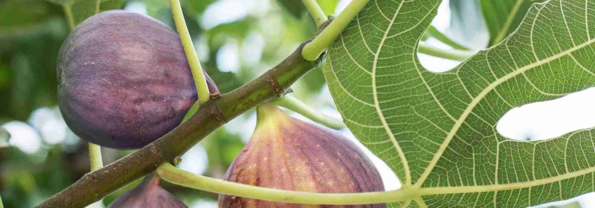 Feigenbaum: richtige Sorte wählen?