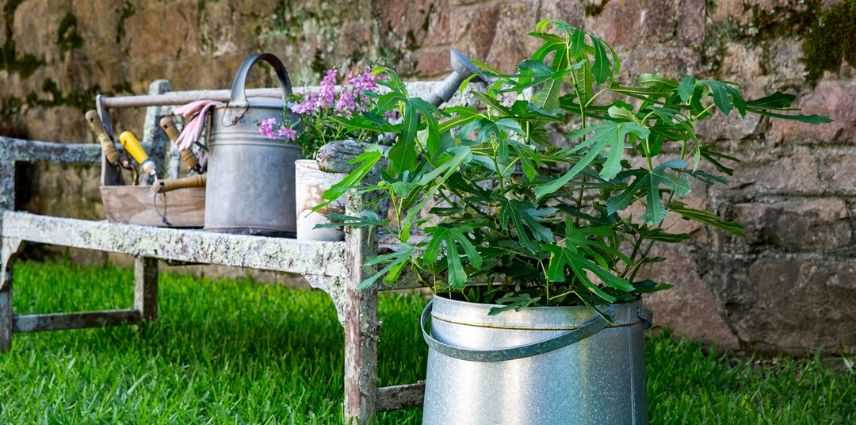 Ficus carica