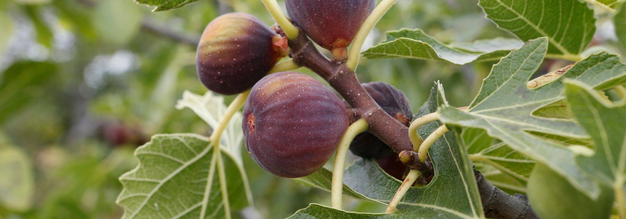Feigenbaum, Ficus carica: Pflanzen, Rückschnitt, Pflege
