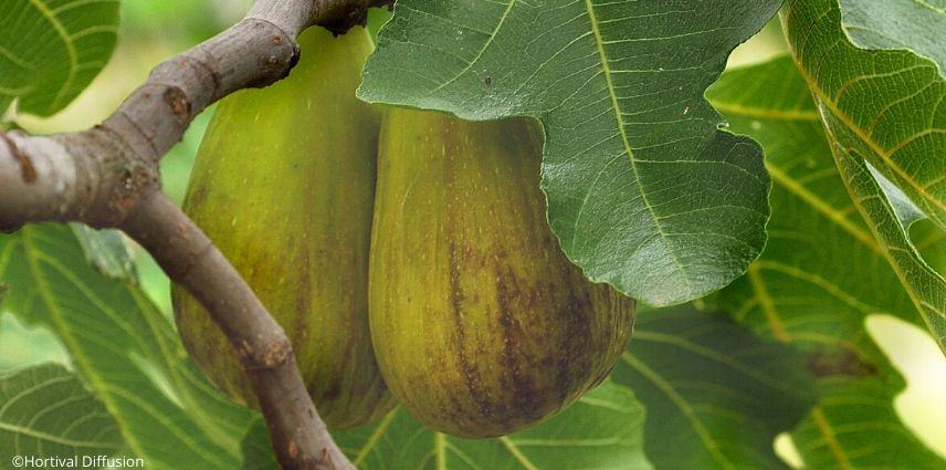Ficus carica