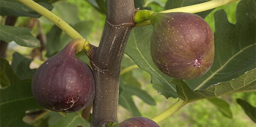 Feigenbaum