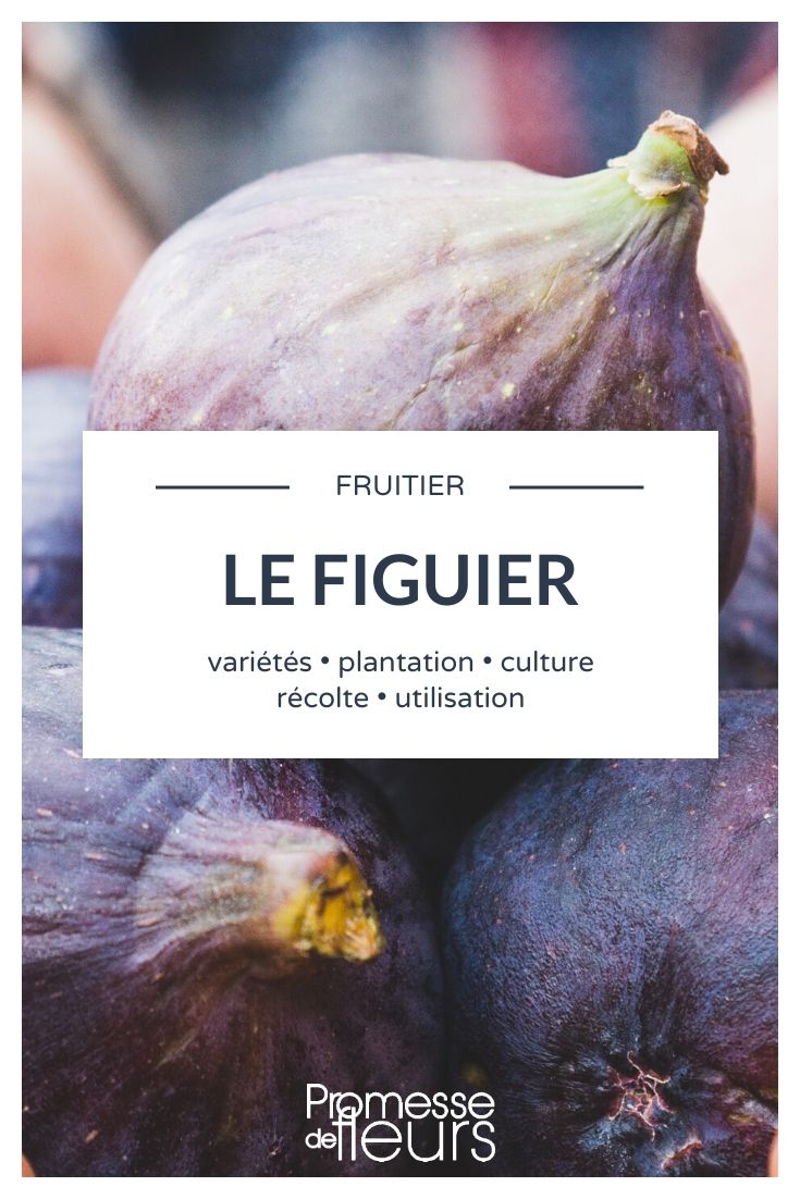 Ficus carica – Alles, was Sie wissen müssen