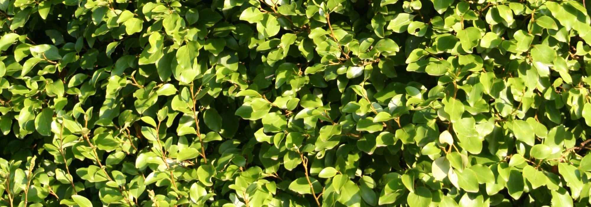 Griseline: Pflanzen, Rückschnitt und Pflege