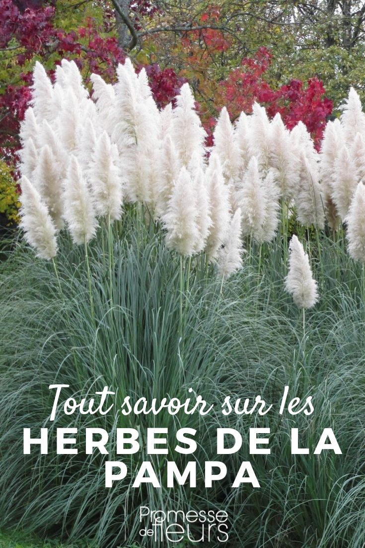 Cortaderia – Alles, was Sie wissen müssen