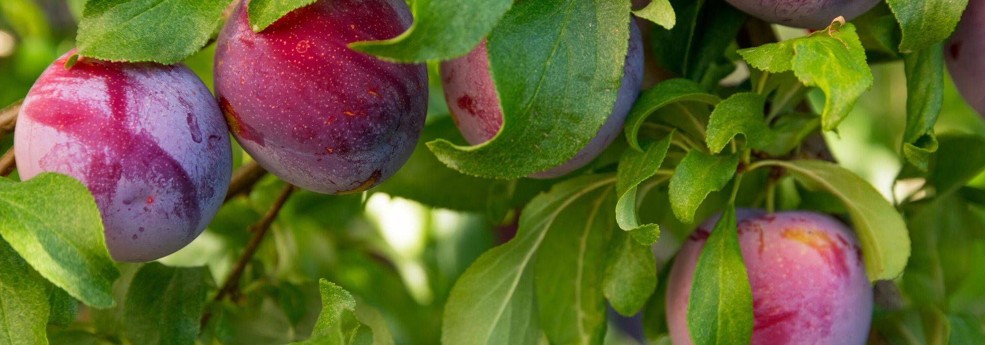 Pflaumen- und Mirabellenbaum: Pflanzung, Rückschnitt, Ernte