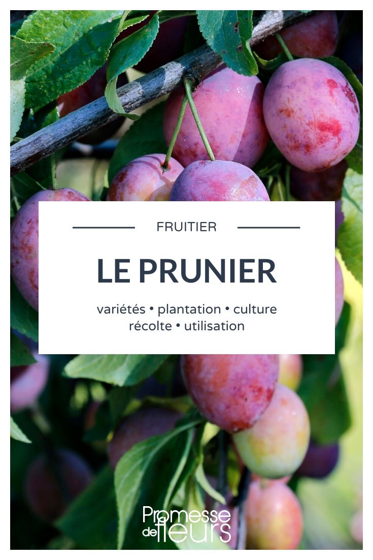 Pflaume