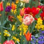 Tulpe: 7 schöne Kombinationen
