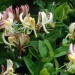 7 immergrüne Kletterpflanzen für den Garten