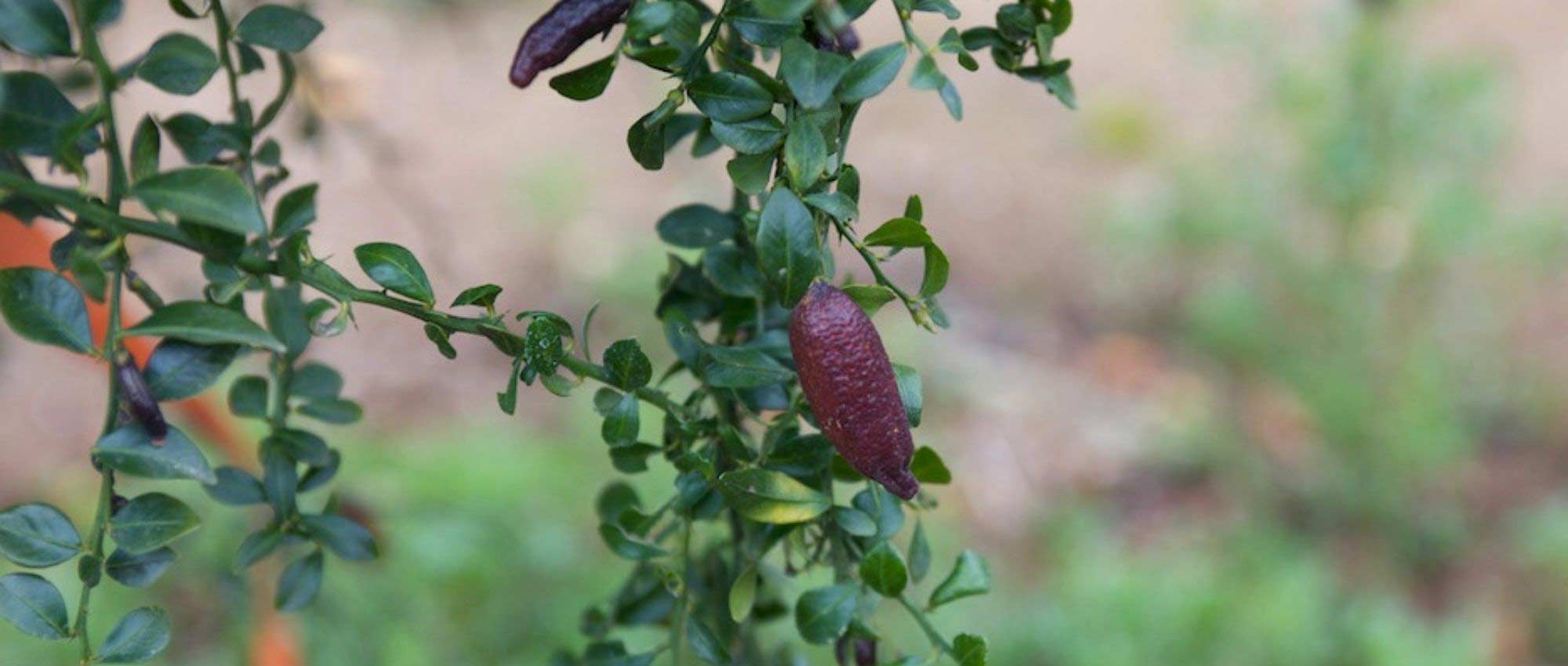 Fingerlimette pflanzen, kultivieren und ernten