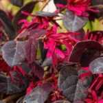 Rote Blüten: 8 Sträucher für jeden Garten
