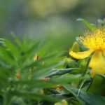 Hartheu, Hypericum: Welche Sorte wählen?