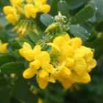 Kronwicke, Coronilla: Pflanzen, Pflege    
