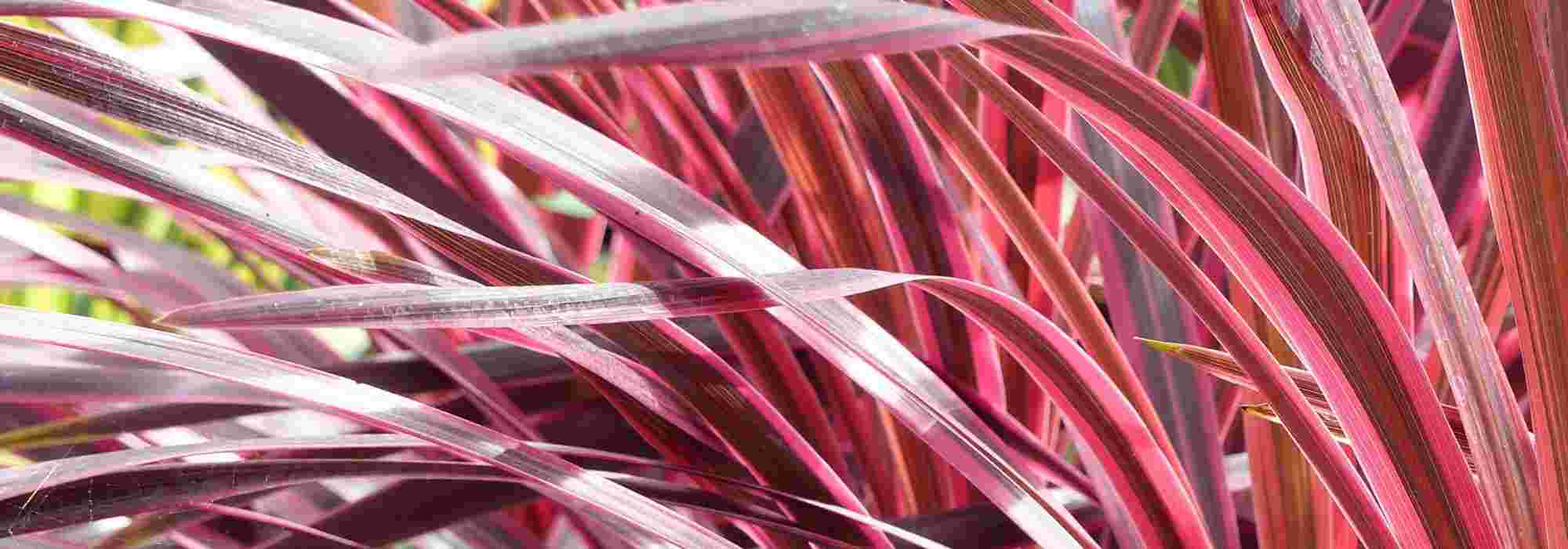 Cordyline überwintern