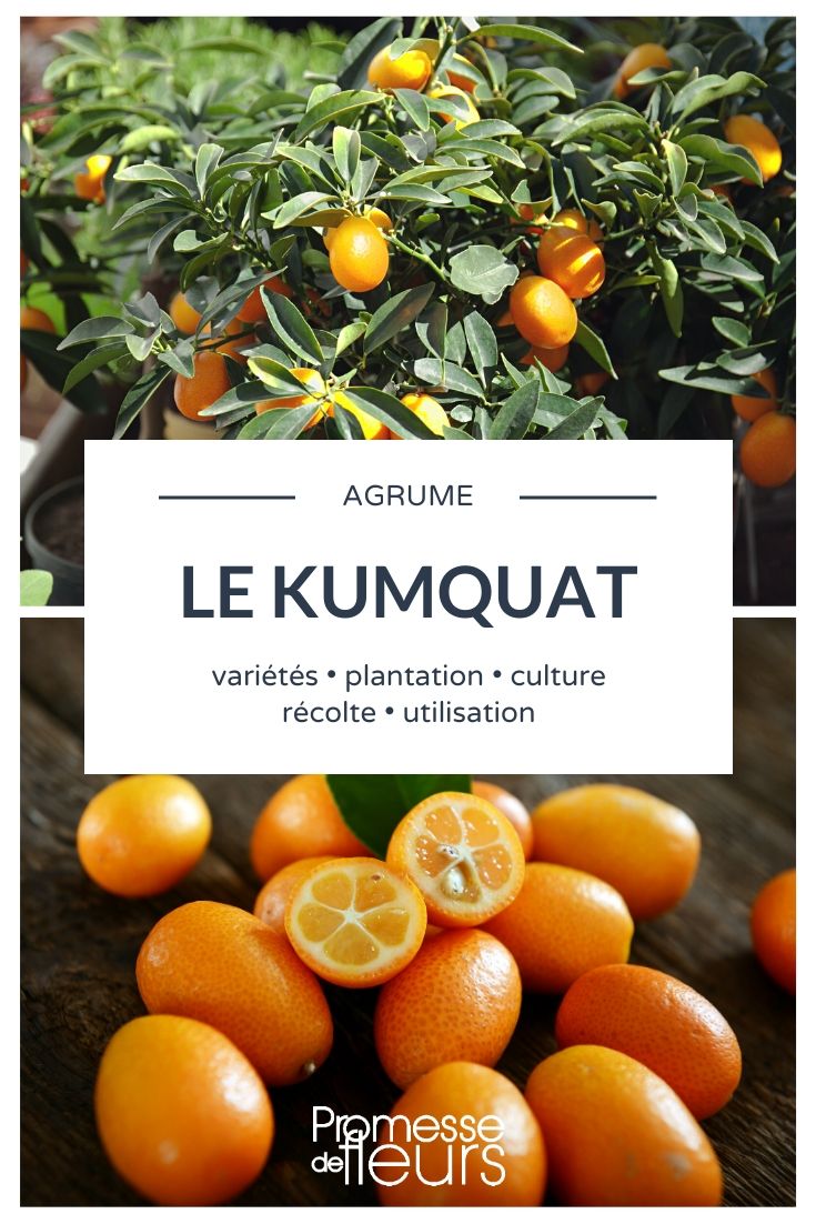 Kumquats: Anbau, Pflege und Ernte