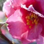 Kamelie im Winter: Pflege-Tipps