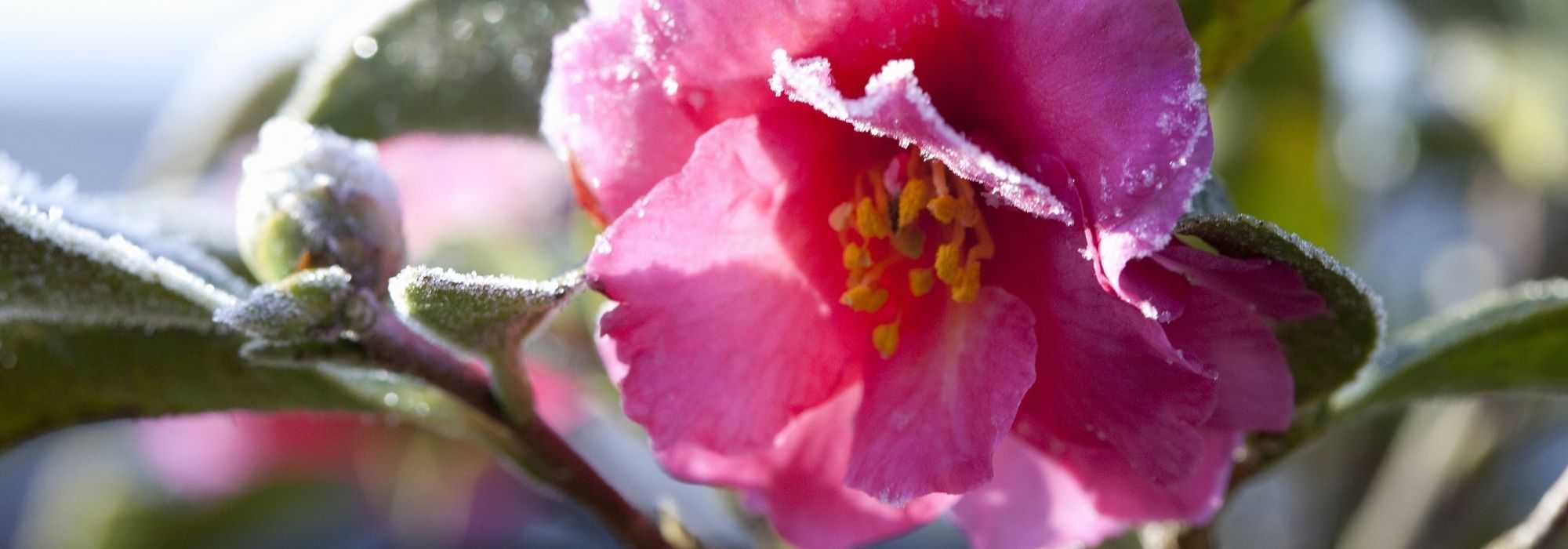 Kamelie im Winter: Pflege-Tipps