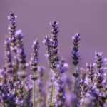 Lavendel ruinieren: 5 Lektionen