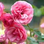 10 sommerblühende Sträucher für den Garten!