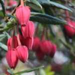 Crinodendron: Laternenbaum pflanzen & pflegen