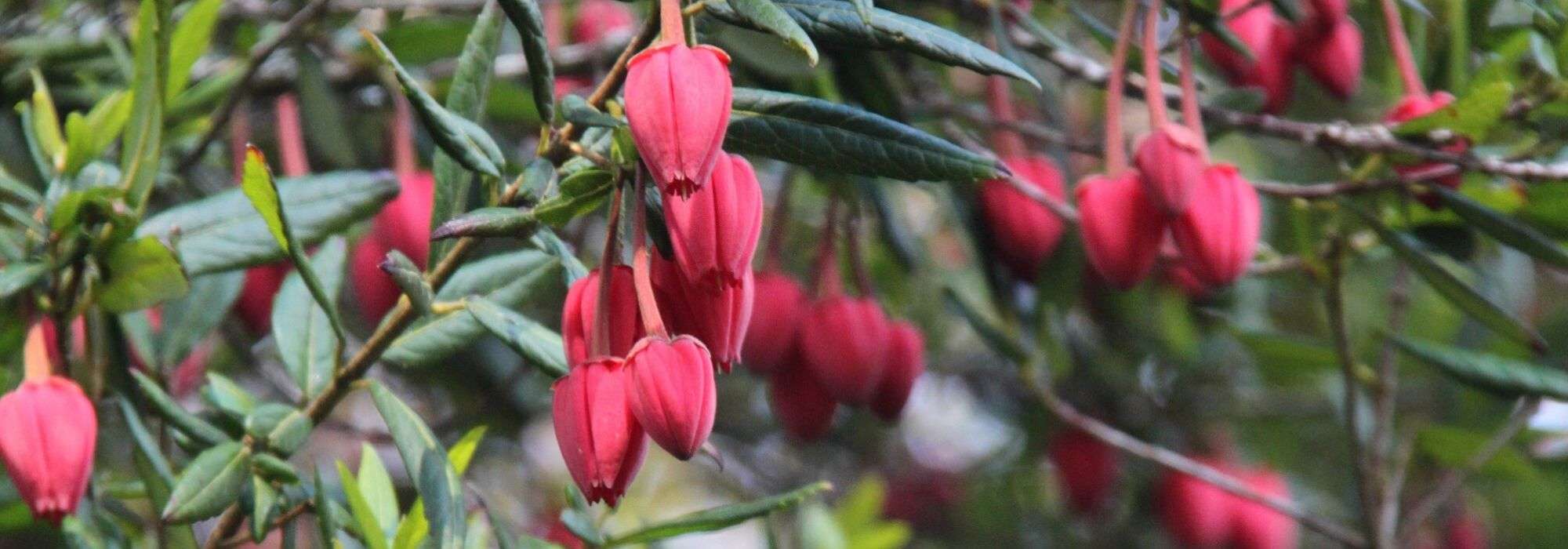 Crinodendron: Laternenbaum pflanzen & pflegen