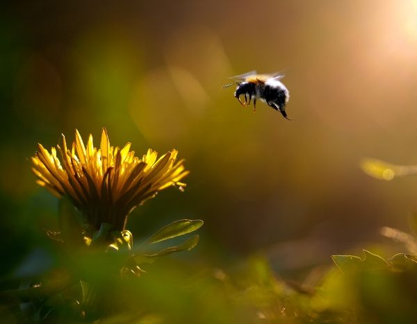 Kuhblumen: Lassen Sie sie in Ruhe!