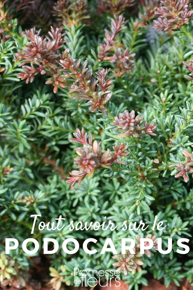 Alles über Podocarpus