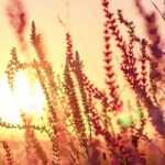 Weiderich (Lythrum): Pflanzen und Pflege