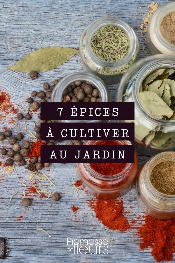 Gewürze, die im Garten angebaut werden können