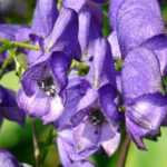 Eisenhut: 7 Ideen für die Gartengestaltung