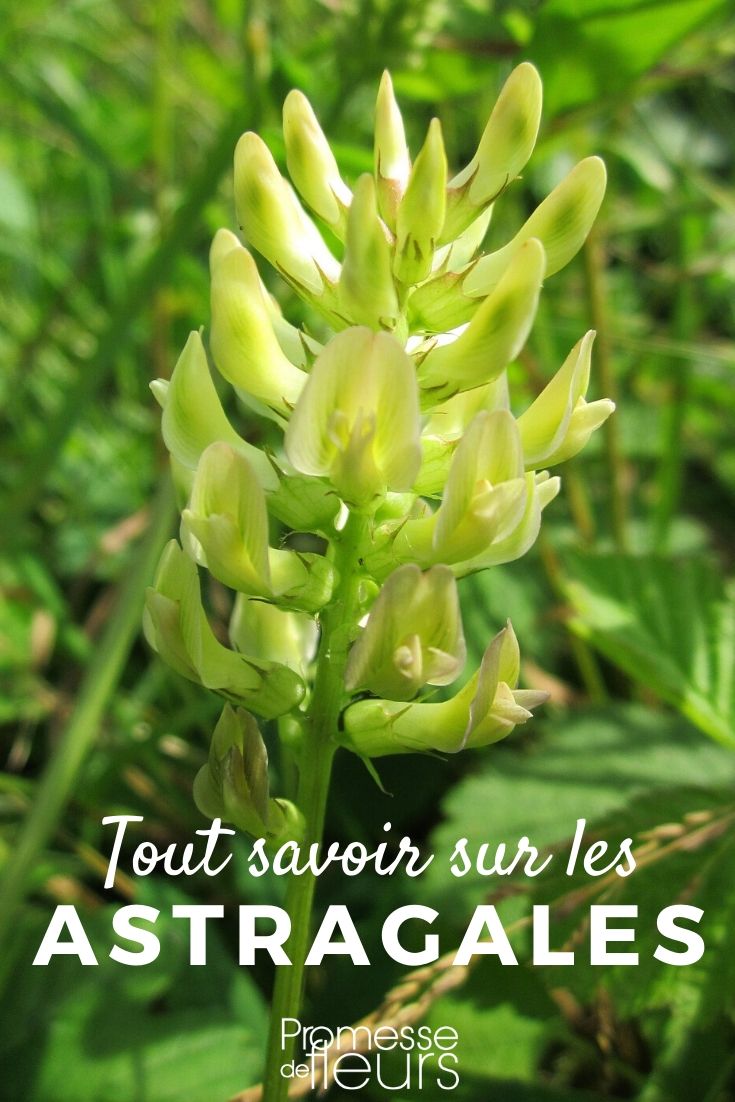 Astragalus - Alles, was Sie wissen müssen